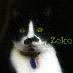 zeke-Jill delzer-cat