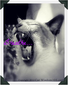 Asthma-cat-black-white-photography-Siamese