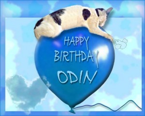 Cat-odin- birthday-balloon-zoolatry