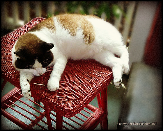 Sleeping-cat-funny-domino