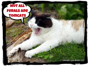 Tomcat-domino-cat-feral-unneutered