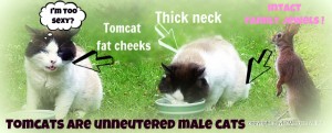 Tomcat-feral-secondary-sexual characteristics