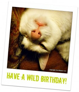 birthday-catnip-overdose-funny-odin-cat