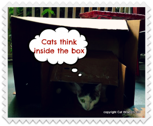 box-day-cat-international-2012-think inside the box