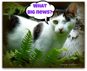 caturday-news-mews-cat-odin-ferns