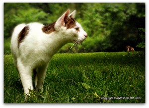 hunting-predatory-sequence-cats