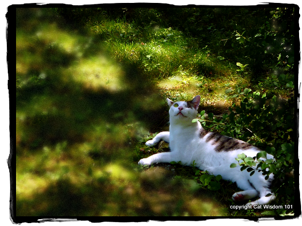 june-cats-odin-garden-I spy