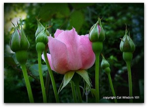 june-roses-pink-garden-wisdom