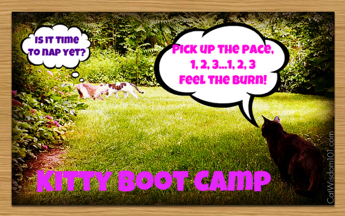 Kitty Boot camp-lol-cats-exercise