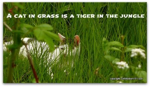 quote-cat-tiger-jungle-grass