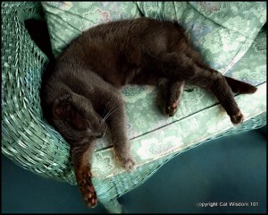 sleeping-cat-porch-art-gris gris