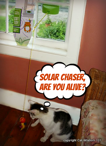 solar-catcher-cat-toy-giveaway