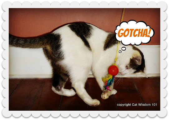 solar-catcher-cat-toy-odin-giveaway
