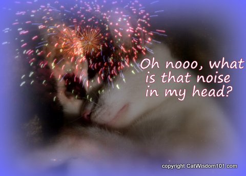 Holiday-4th-july-cats-LOL-fireworks-safety