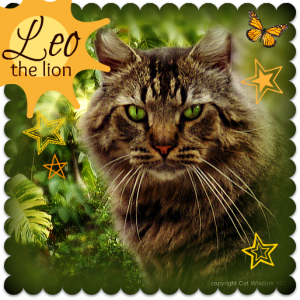 King-bc-cat-Leo-astrology-feline