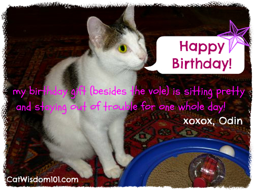 birthday-cat-cute-odin-gift
