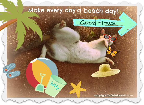 caturday-cat-beach-LOL