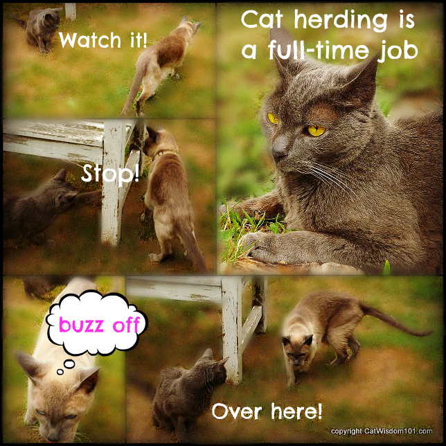 caturday-cat-herding-cats-LOL