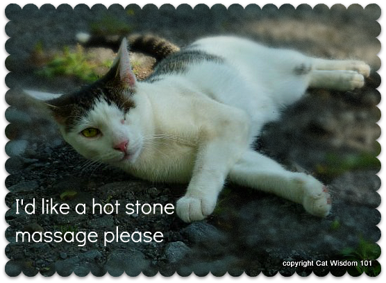 caturday-humor-hot stone- massage-cat