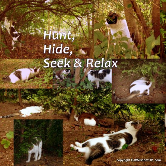 caturday-hunt-hide-play-cats-woods