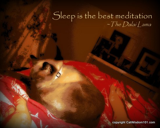 merlin-sleeping-art-cat-quote-meditation-dalai lama
