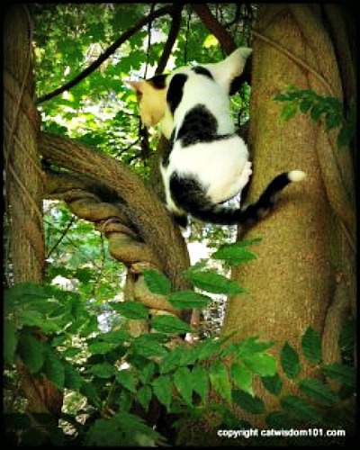 odin_tree_cat