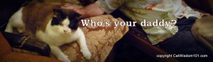 who's your daddy-cats-quote-cat dad