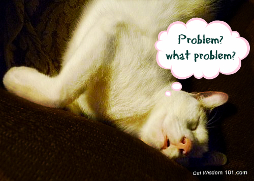 cat-behaviorist-behavior-cute-problem-quote