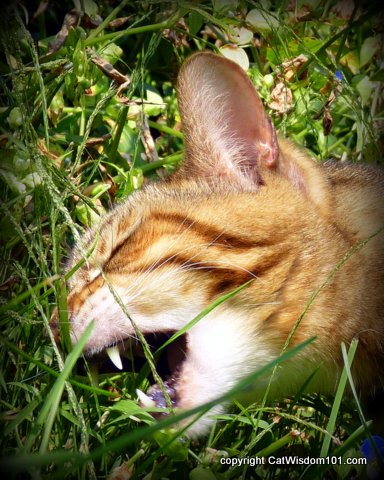 grass-cat-eating-vet 101-Bengal