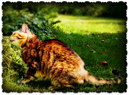 grass-eating-cats-vet 101