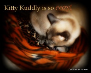 kitty-kuddly-cat-bed-giveaway
