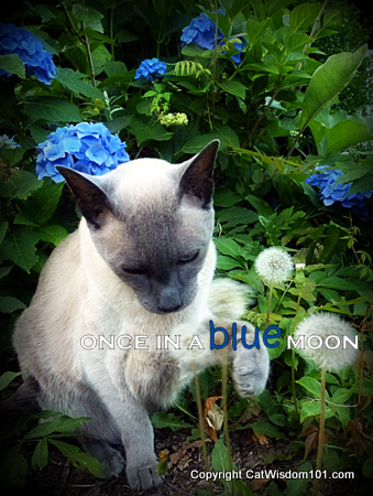 merlin-cat-blue-moon-quote-wisdom-