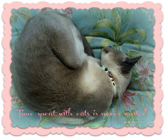 merlin-cat-quote-time-siamese-napping