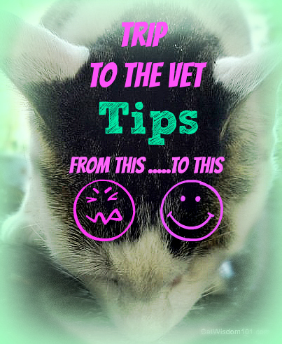 vet-tips-trip-cat