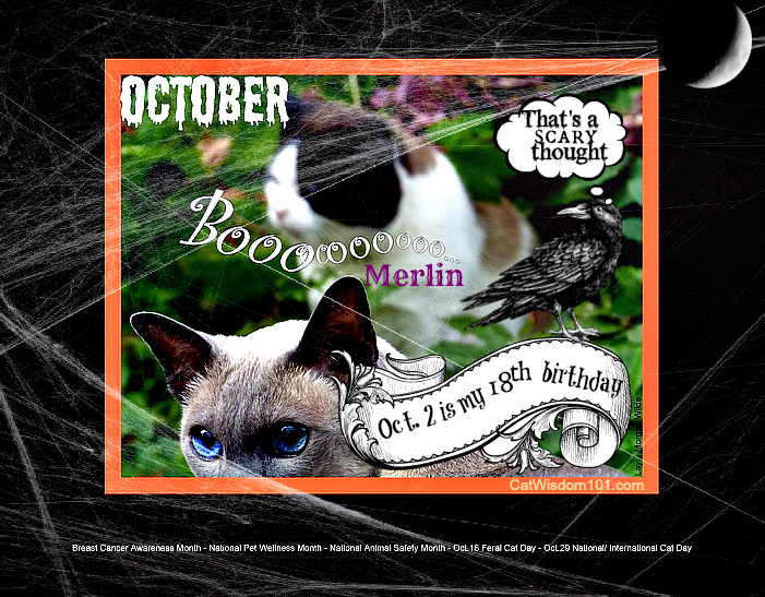 October-cats-holiday-birthday-halloween