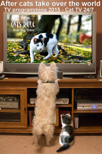 cat-tv-cats-rule-world-video-future