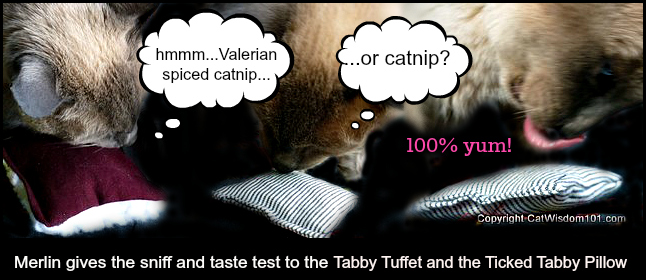 catnip-toys-plain brown tabby-valerian-giveaway