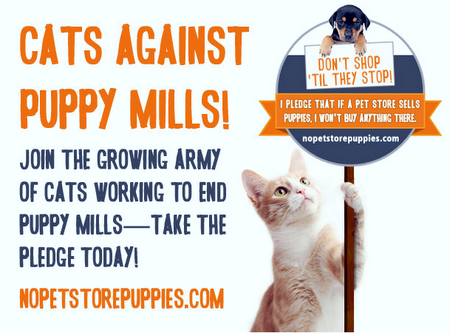 cats-campaign-cause-cats against puppy mills-aspca-nopetstorepuppies.com