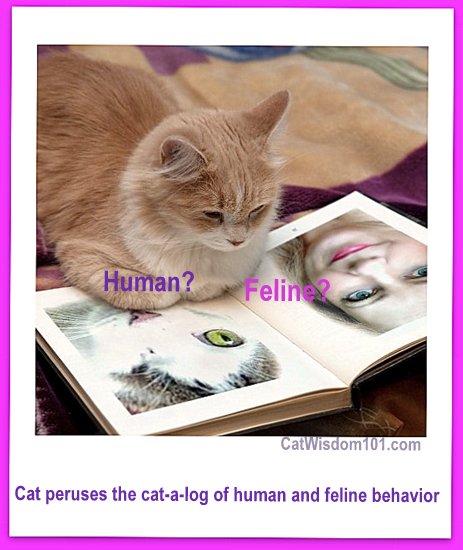 cats-think-human-behavior-vet 101-behaviorist