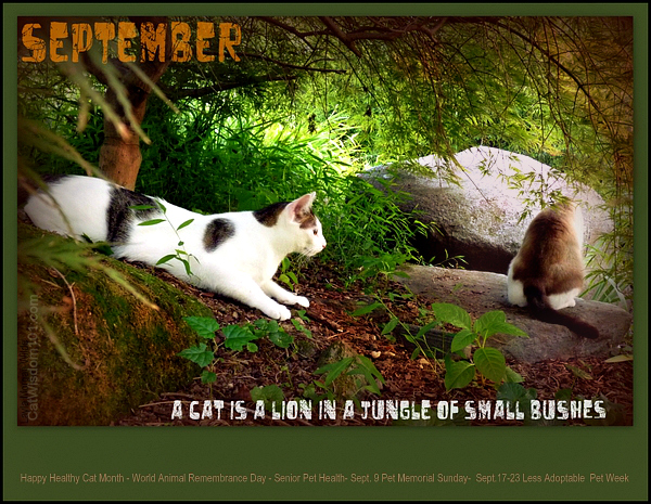 caturday-september-cats-holidays