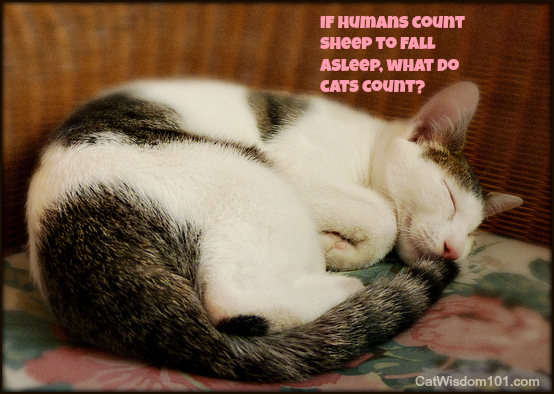 cute-catodin-quote-sleeping