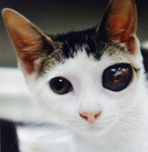 odin-cat-one-eye-infected-before removal