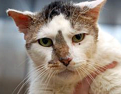 whitney-cat-petfinder-adopt less adoptable petweek-campaign