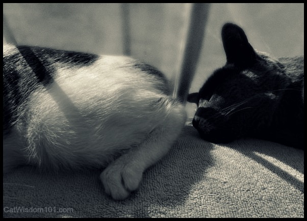 wordless wednesday-cats-sniff-butt