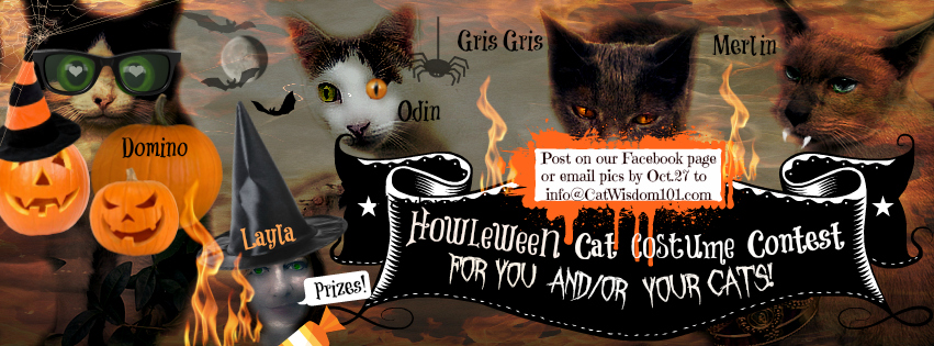 Halloween-cats-costume-contest