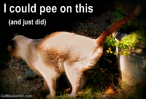 I could pee on this-garden-cat-humor
