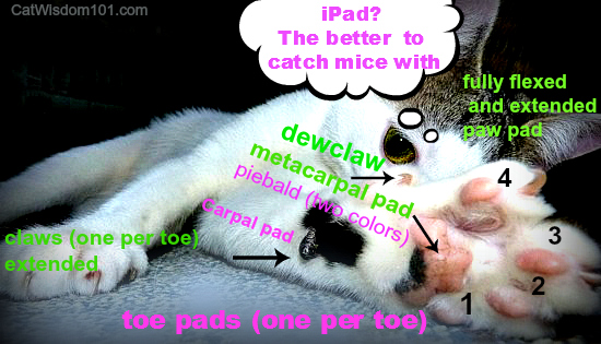 Kitty-iPad-pads -paws-cats-anatomy-behavior