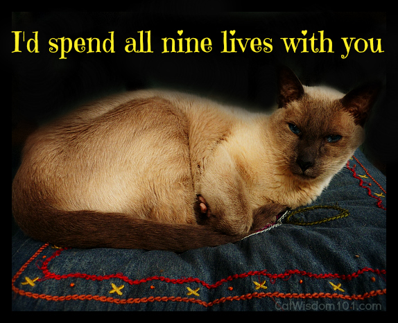 cat-birthday-18-merlin-siamese-quote-9 lives