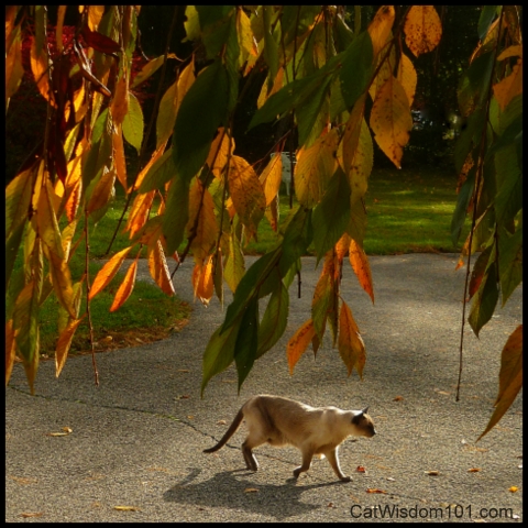 cat-merlin-autumn leaves