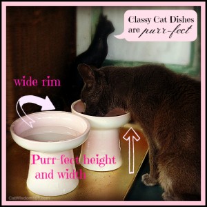 classy cat dishes